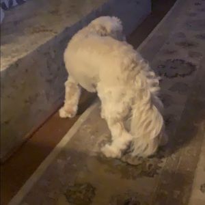 Meet your Posher, Maggie